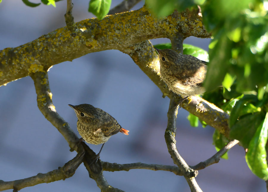 Una famiglia prolifica